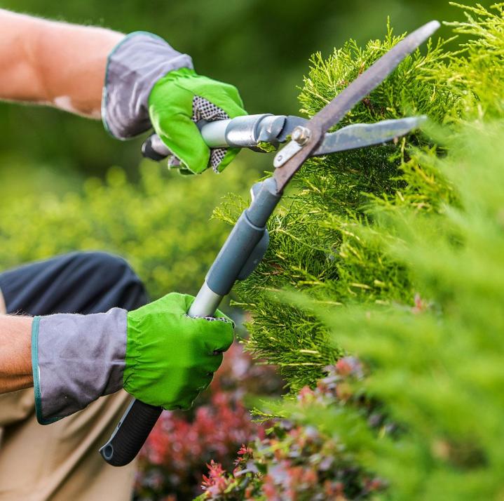 Maintien d’un jardin propre, sain et bien entretenu