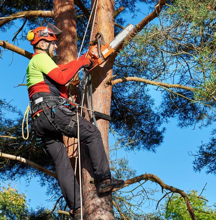 Taille de branches et coupe d’arbres