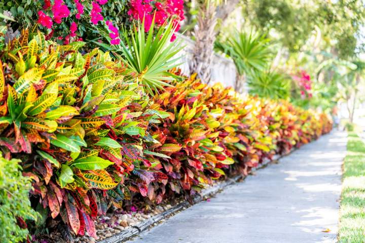 Entretien de jardin Aumale